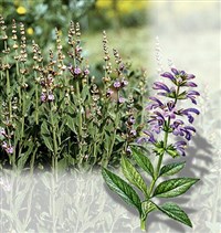 Шалфей (шалфей лекарственный)