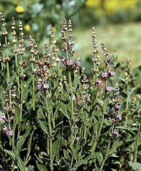 Шалфей [кулинария]