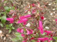 Шалфей Баха – Salvia buhananii Hedge.