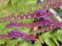 Шалфей великолепный – Salvia x superba Stapf.