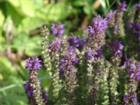 Шалфей дубравный – Salvia nemorosa L.