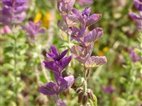 Шалфей зеленый, хорминумовый – Salvia viridis L.