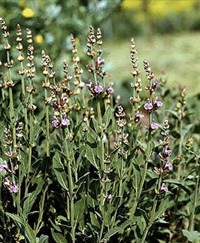 Шалфей лекарственный