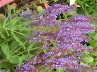 Шалфей лесной – Salvia x sylvestris L.