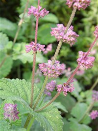 Шалфей мутовчатый – Salvia verticillata L. (1)