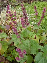 Шалфей мутовчатый – Salvia verticillata L. (2)