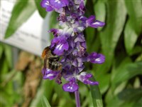 Шалфей мучнистый – Salvia farinacea Benth.