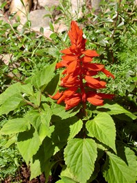 Шалфей сверкающий, блестящий – Salvia splendens L.