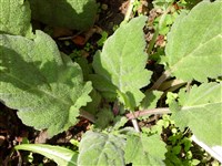 Шалфей серебристый – Salvia argentea L. (1)