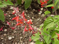Шалфей шарлахово-красный – Salvia coccinea Juss.ex Murray. (1)