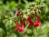Шалфей шарлахово-красный – Salvia coccinea Juss.ex Murray. (2)