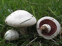 Шампиньоны (Agaricus campestris)