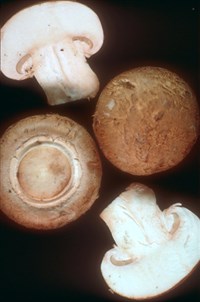 Шампиньон (1)