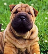 Шарпей (щенок)