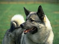 Шведский элкхаунд