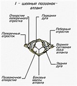 Шейные позвонки