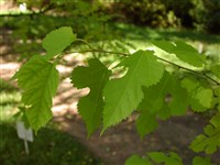 Шелковица белая – Morus alba L. (1)