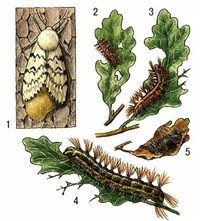 Шелкопряды (непарный шелкопряд)