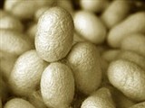 Шелк (коконы)