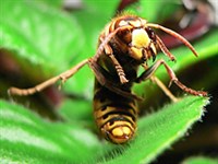 Шершень (фотография)