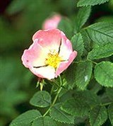 Шиповник (цветы)