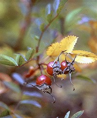 Шиповник коричный