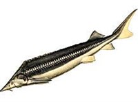 Шип (рисунок)