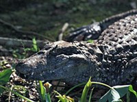 Широкомордый кайман (Caiman latirostris)