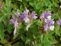 Шлемник альпийский – Scutellaria alpina L.