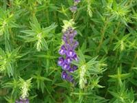 Шлемник байкальский, крупноцветковый, прекрасный – Scutellaria baicalensis Georgi.