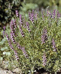 Шлемник байкальский