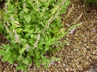 Шлемник высочайший – Scutellaria altissima L. (1)