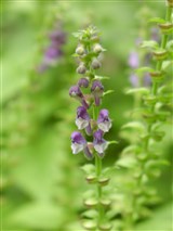 Шлемник высочайший – Scutellaria altissima L. (2)