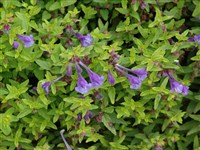 Шлемник скордиолистный, дубравниколистний – Scutellaria scordiifolia Fisch ex Schrank.