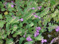 Шлемник смолистый – Scutellaria resinosa Torr.