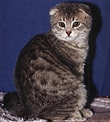 Шотландская вислоухая кошка (Голубая пятнистая кошка)