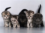 Шотландская вислоухая кошка (котята)