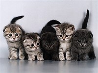 Шотландская вислоухая кошка (котята)