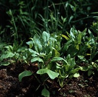 Шпинат огородный