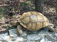 Шпороносная черепаха (Geochelone sulcata)