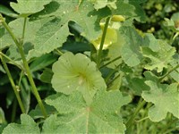 Шток-роза морщинистая – Alcea rugosa Alef. (1)