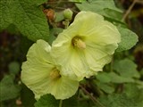 Шток-роза морщинистая – Alcea rugosa Alef. (2)