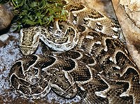 Шумящая гадюка