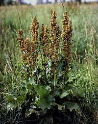 ЩАВЕЛЬ (конский)