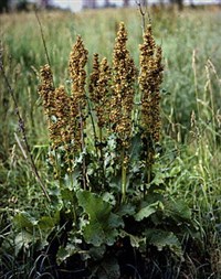 ЩАВЕЛЬ КОНСКИЙ