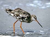 ЩЕГОЛЬ (Tringa erythropus)