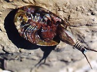 ЩИТНИ (Щитень обыкновенный)