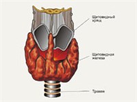 ЩИТОВИДНАЯ ЖЕЛЕЗА (схема)