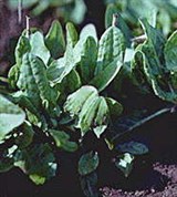 Щавель (обыкновенный)