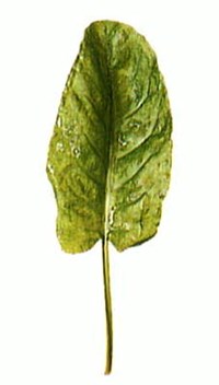 Щавель [кулинария]